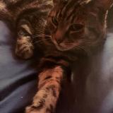 Foto de un gato reunido en Stoke Newington