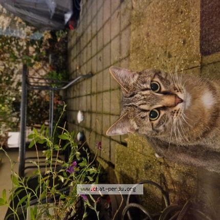 Foto 1/1 Gato encontrado Encontrado en Lille