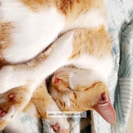 Foto 1/1 Bibi Chat perdido en Mezeray