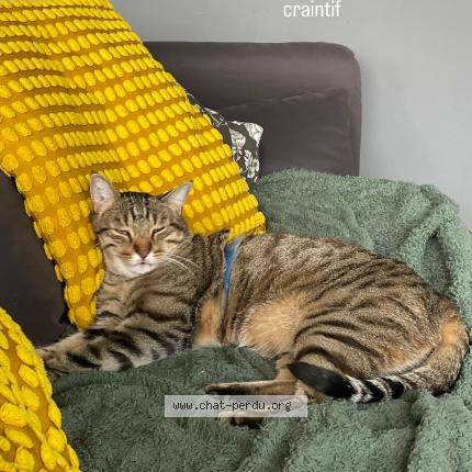 Foto 1/1 Patrick Chat perdido en Le coudray