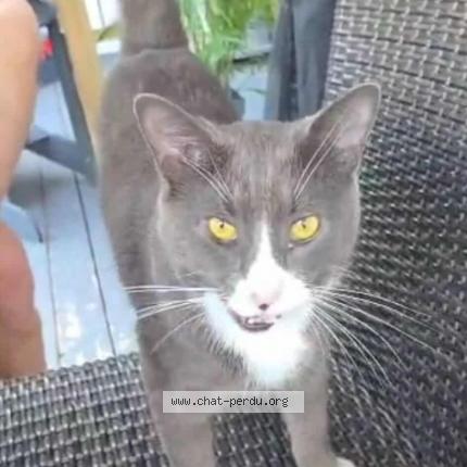 Foto 1/1 Bobby Chat perdido en Saint bruno de montarville