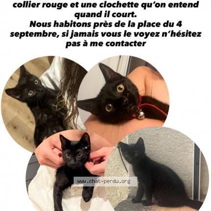 Foto 1/1 Atilla Chat perdido en Cadenet