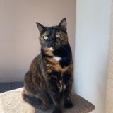 Foto del gato perdido en Saint Bonnet De Mure