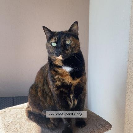 Foto 1/2 Minette Chat perdido en Saint bonnet de mure