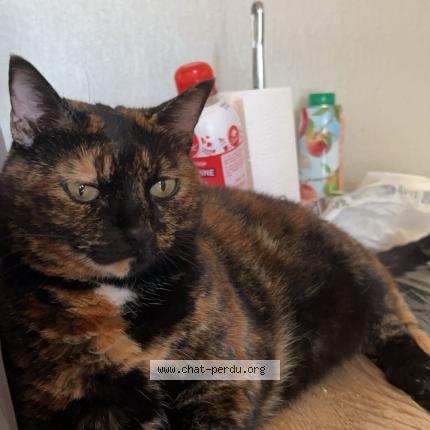 Foto 2/2 Minette Chat perdido en Saint bonnet de mure