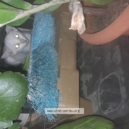 Foto 1/1 C&eacute;lesta Chat perdido en Lamentin