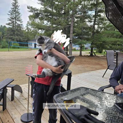 Foto 1/1 JB Chat perdido en Notre dame de la merci