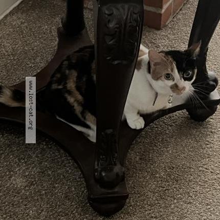 Foto 1/1 Sunshine Chat perdido en Modesto