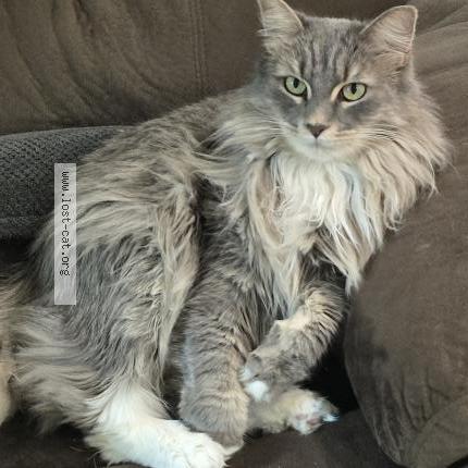 Foto 1/1 Finn Chat perdido en Los angeles