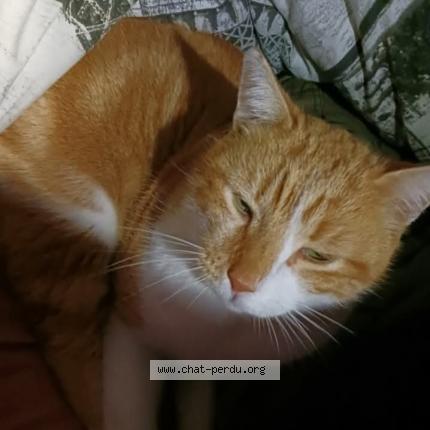 Foto 1/1 Lust Chat perdido en Valras plage