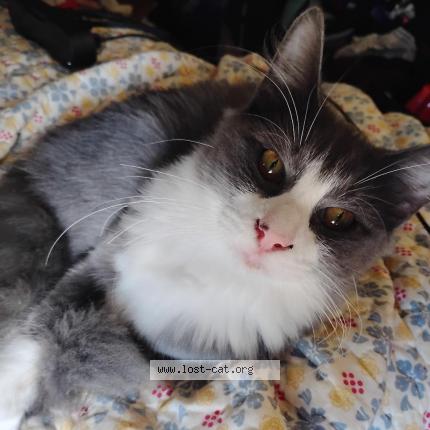 Foto 1/1 Milo Chat perdido en Baker
