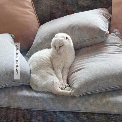 Foto 1/1 Lili Chat perdido en Montelimar