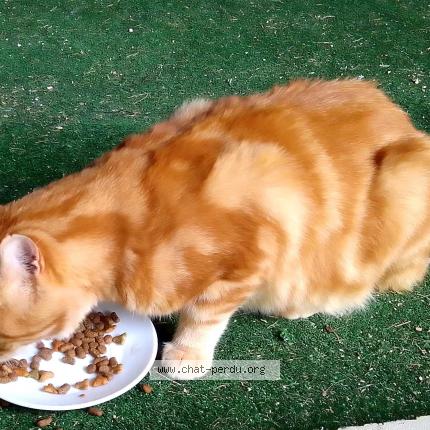 Foto 1/1 sans nom Chat perdido en Chabons