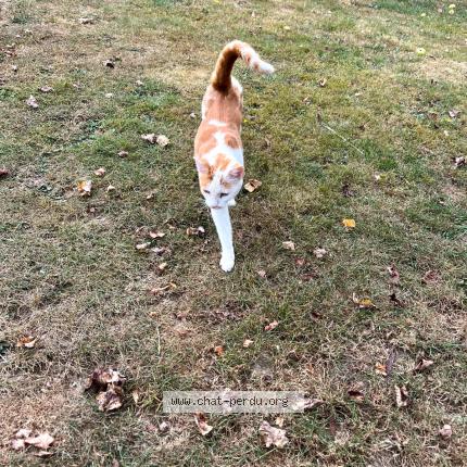 Foto 1/1 Neige Chat perdido en Longvillers