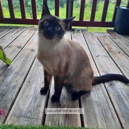 Foto 1/1 ZEBULON Chat perdido en Villefranque