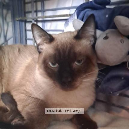 Foto 1/1 Taï Chat perdido en Apt