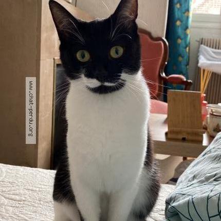 Foto 1/1 Toscane Chat perdido en Compiegne