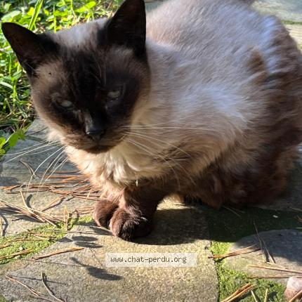 Foto 1/1 Karim Ait cherif Chat perdido en Fontenay aux roses