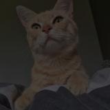 Foto del gato perdido en Retournac