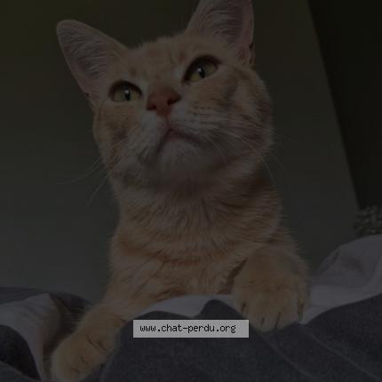 Foto 1/1 Yoshi Chat perdido en Retournac