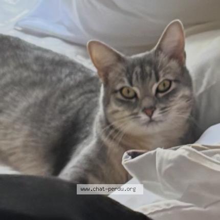 Foto 1/1 Baya Chat perdido en Clichy