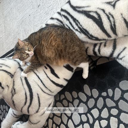 Foto 1/1 Nala Chat perdido en Seyssel