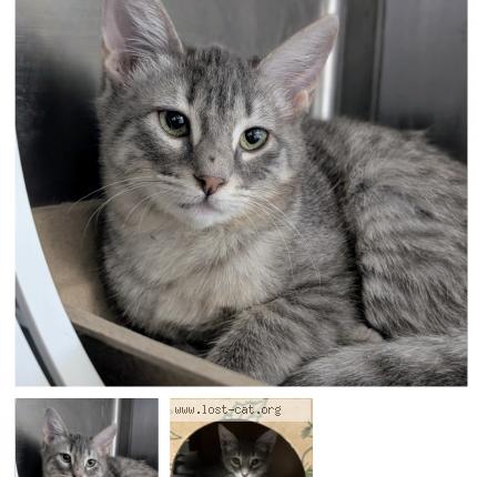 Foto 1/1 ember Chat perdido en Cleveland