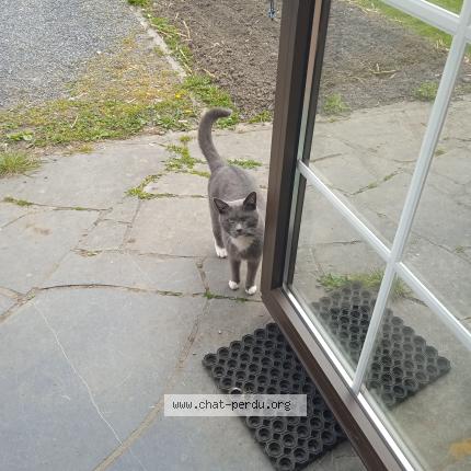 Foto 1/1 GASTON Chat perdido en Orroir