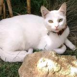 Foto del gato perdido en Messein