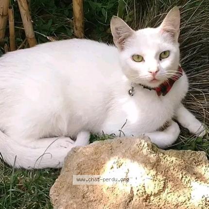 Foto 1/1 Figaro Chat perdido en Messein