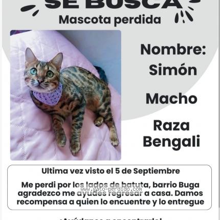 Foto 1/1 Sim&oacute;n Chat perdido en Santa fe de antioquia