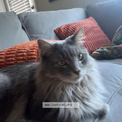 Foto 1/1 Albus Chat perdido en Denton