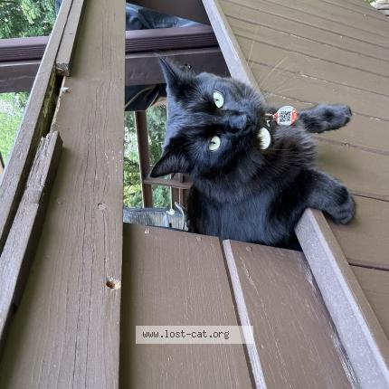 Foto 1/1 Hendrix Chat perdido en Courtice