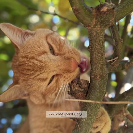 Foto 1/1 Whisky Chat perdido en Franois