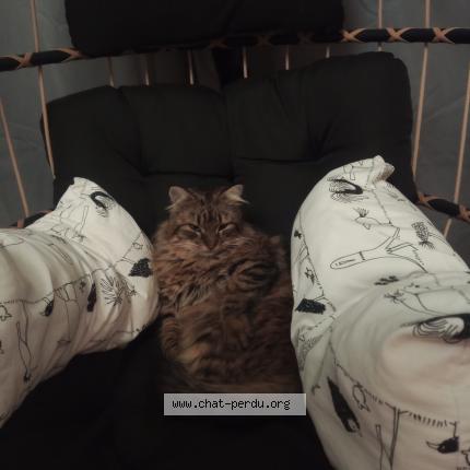 Foto 1/1 Fripon Chat perdido en Sin le noble