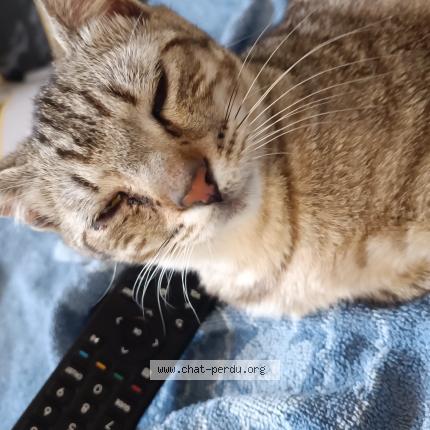 Foto 1/1 Tigrou Chat perdido en Bedarieux