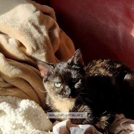 Foto 1/1 Palette Chat perdido en Lavaur