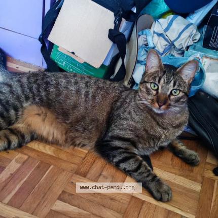 Foto 1/1 Silva Chat perdido en Montigny les cormeilles