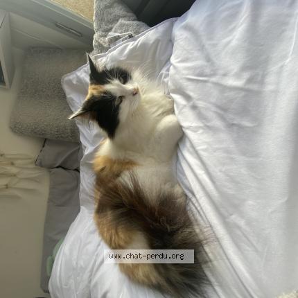 Foto 1/1 Cookie Chat perdido en Soucieu en jarret