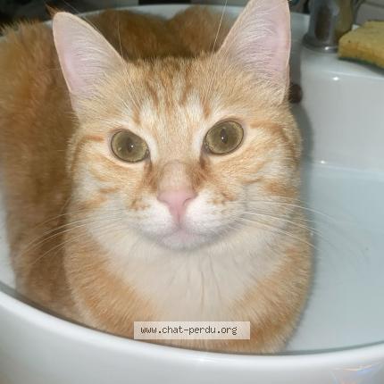 Foto 1/1 Hélios Chat perdido en Valence