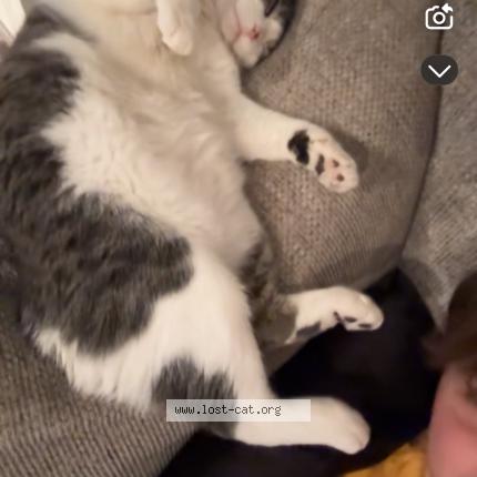 Foto 1/1 wubz Chat perdido en Minneapolis