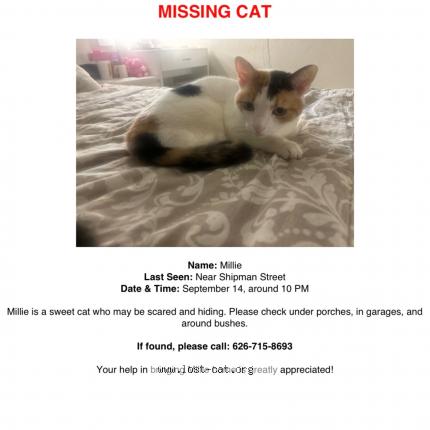 Foto 1/1 Milli Chat perdido en La puente