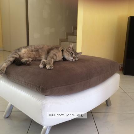 Foto 1/1 Croquet Chat perdido en Vaivre et montoille