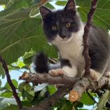 Foto del gato perdido en Toulouse