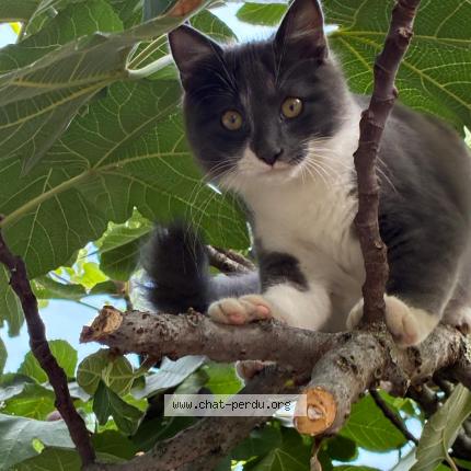 Foto 1/1 Broly Chat perdido en Toulouse