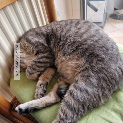 Foto 1/1 Ponpon Chat perdido en La roche sur yon