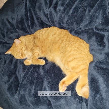 Foto 1/1 Crevette Chat perdido en Saint jerome