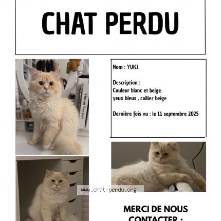 Foto 1/1 Yuki Chat perdido en Hem