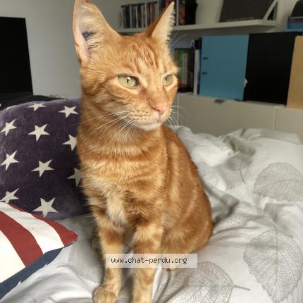 Foto 1/1 Mercredi Chat perdido en Pernes les fontaines