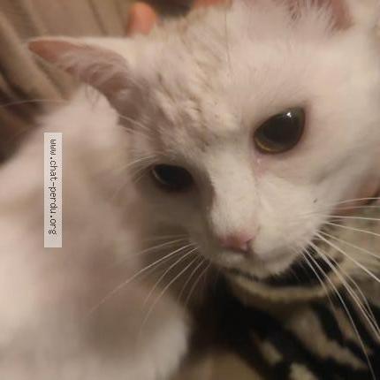 Foto 1/1 Gato encontrado Encontrado en Vitre